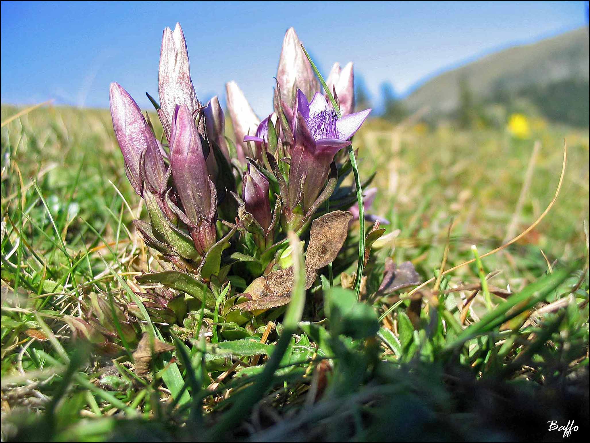 Di che fiore si tratta?